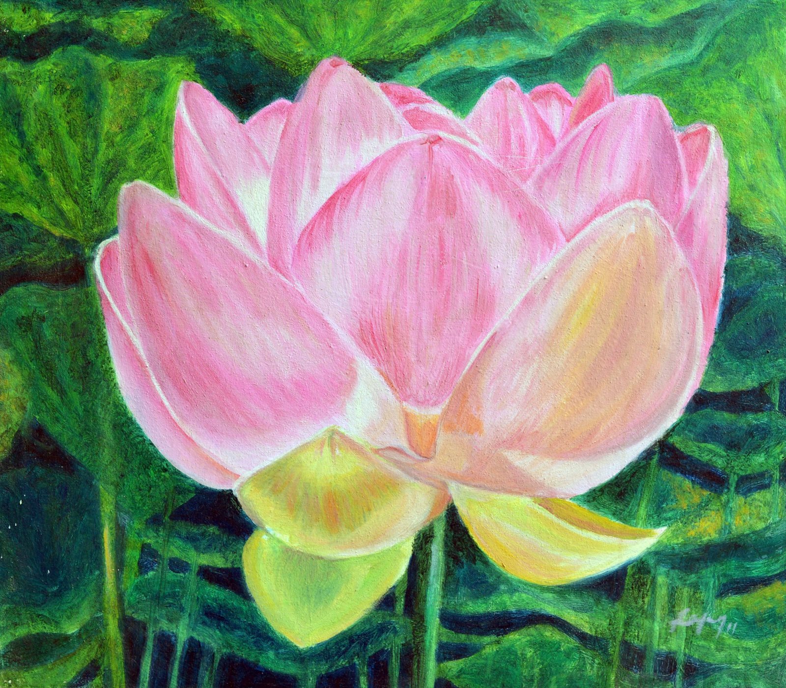 Pink Lotus, Half Open